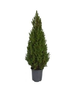 Picea glauca v.21 h.105