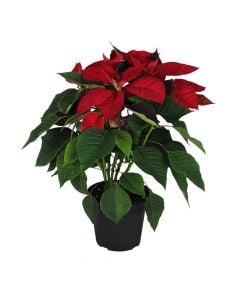 Poinsettia, lule Krishtlindje v.14  h.30-35