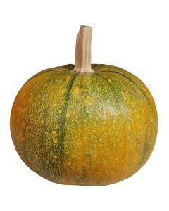 Big natural pumkin, 50-60 cm