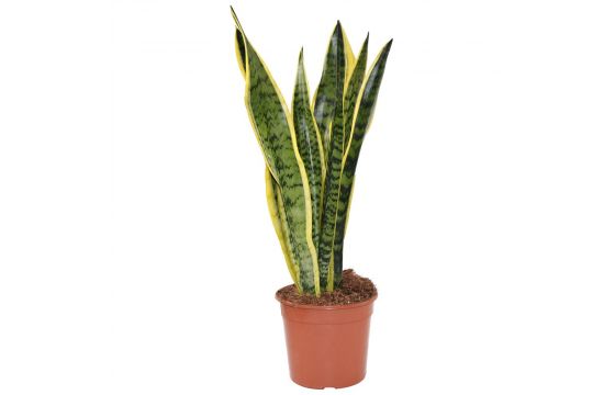 Sansevieria laurentii v.17 |  megatek